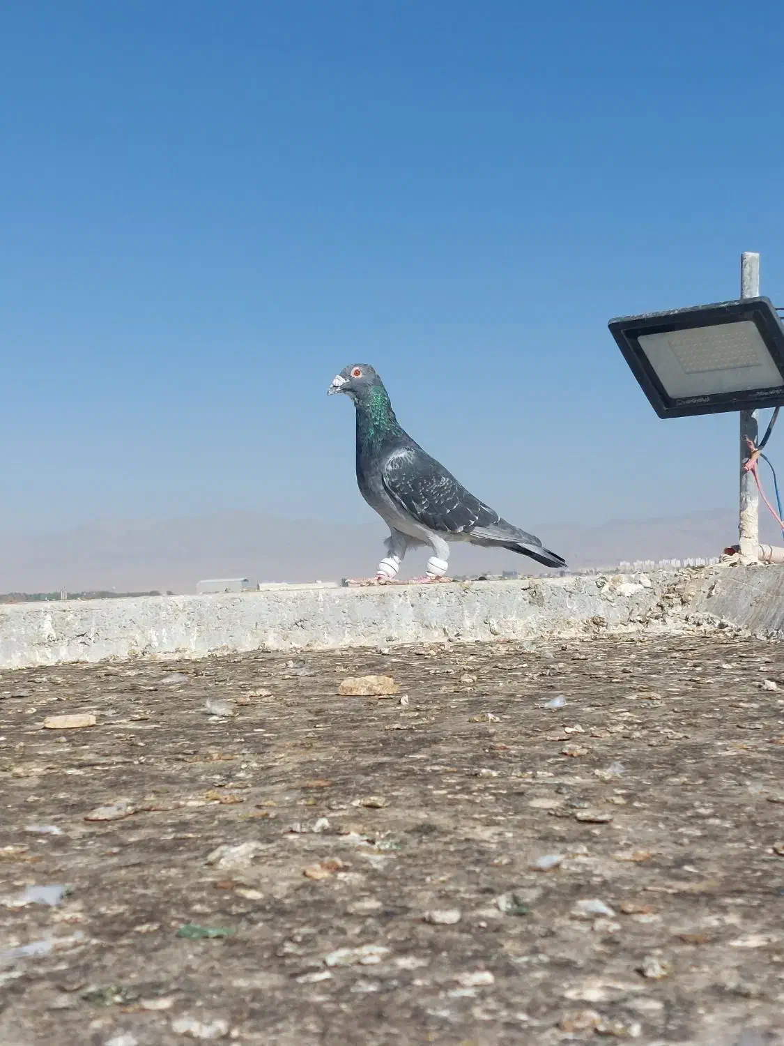 سبزوپولکی و ساده|پرنده|تربتحیدریه, بالا ولایت|دیوار