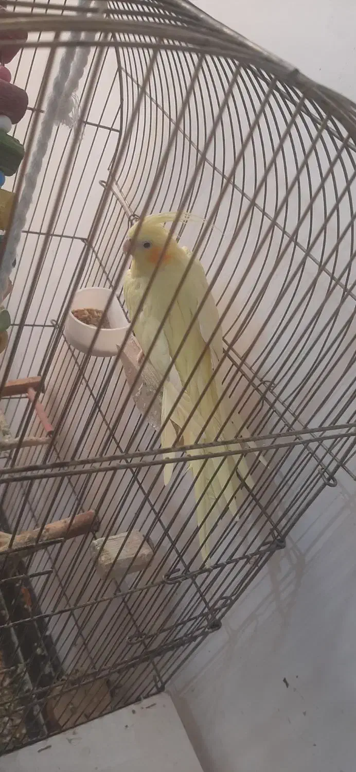 عروس هلندی ماده|پرنده|امیدیه, |دیوار