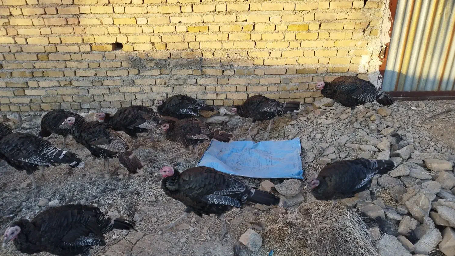 بوقلمون درشت وسرحال|حیوانات مزرعه|قیدار, |دیوار