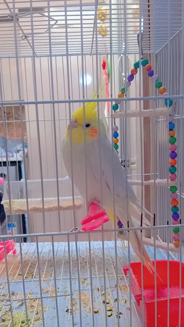 عروس هلندی جفت|پرنده|رشتخوار, |دیوار