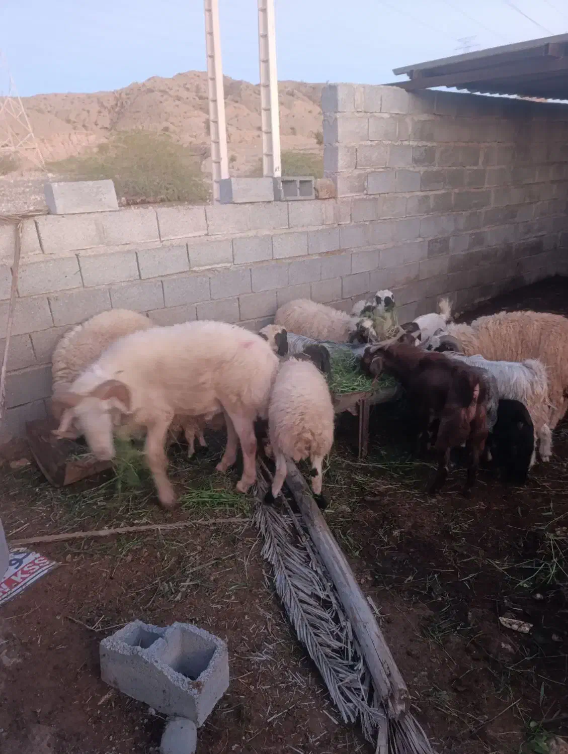 بره غوچ کهر نر|حیوانات مزرعه|میناب, |دیوار