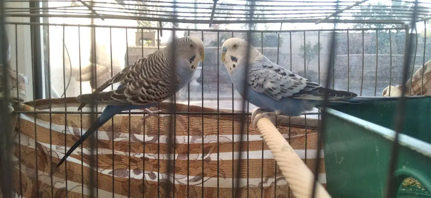 مرغ عشق|پرنده|پردیس, فاز ۲|دیوار