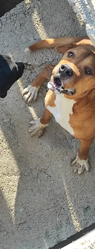 پیت بول نر فروشی یا معاوضه|سگ|شهریار, رضی آباد پایین|دیوار