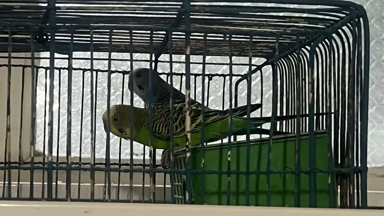 مرغ عشق سرحال|پرنده|قم, کیوانفر|دیوار