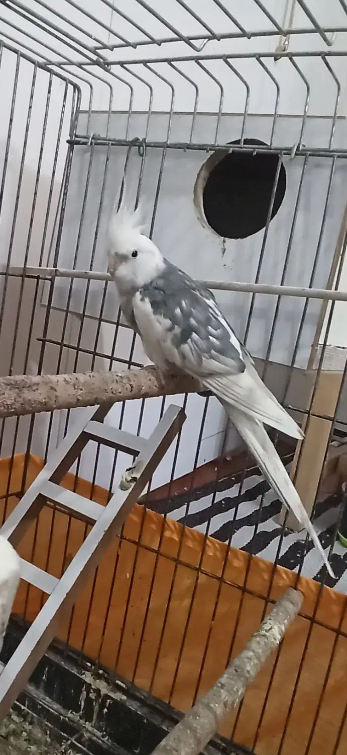 عروس هلندی مولد|پرنده|ماکو, |دیوار