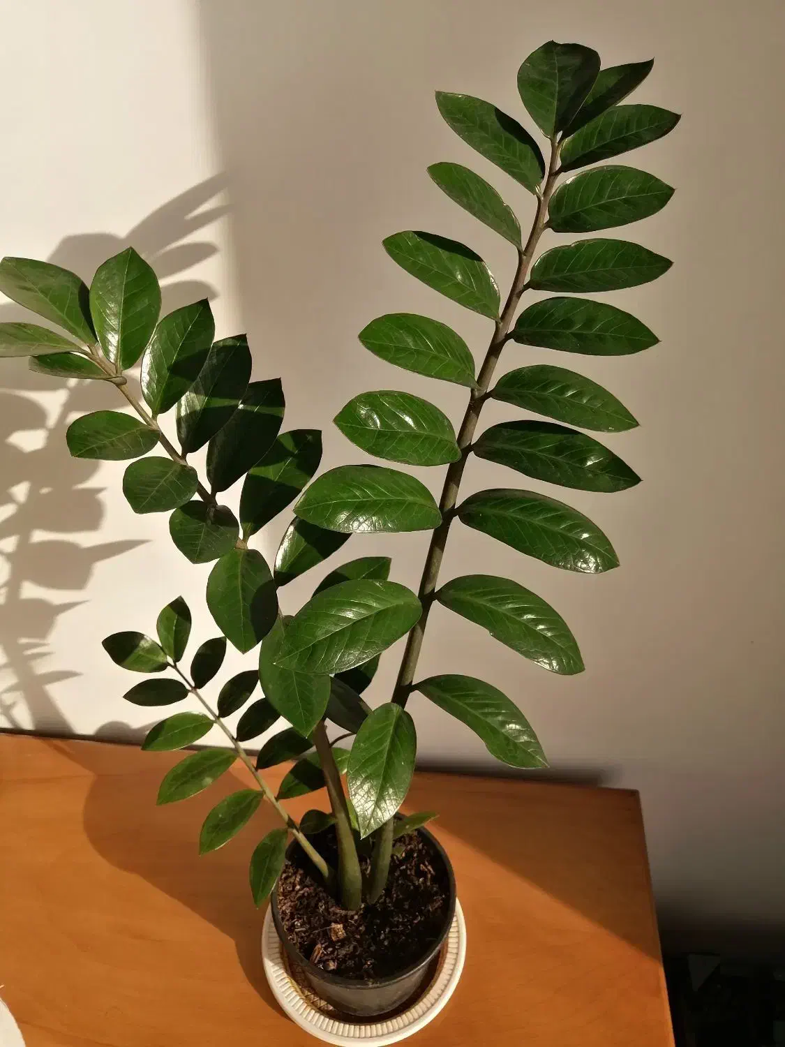 گل طبیعی زاموفیلیا|گل و گیاه طبیعی|شیراز, باغ تخت|دیوار