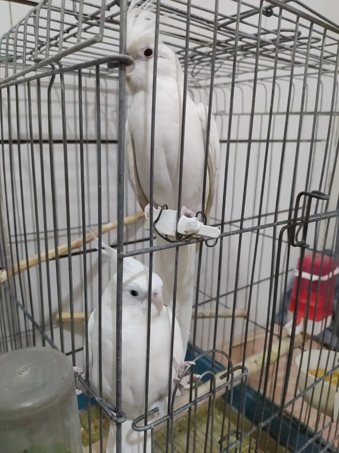 عروس هلندی|پرنده|قم, کیوانفر|دیوار