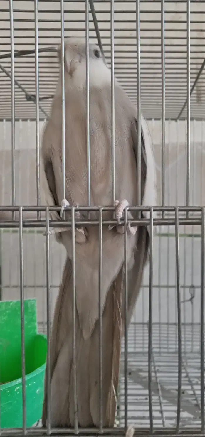 ایزابلا نر|پرنده|باغ بهادران, |دیوار