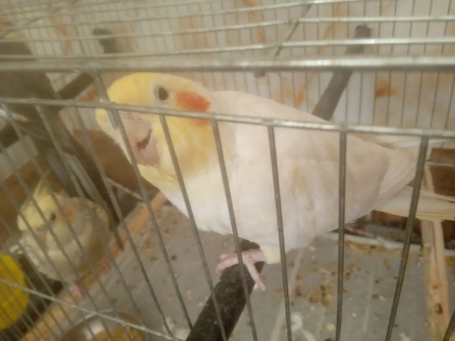 عروس هلندی|پرنده|اسفراین, |دیوار