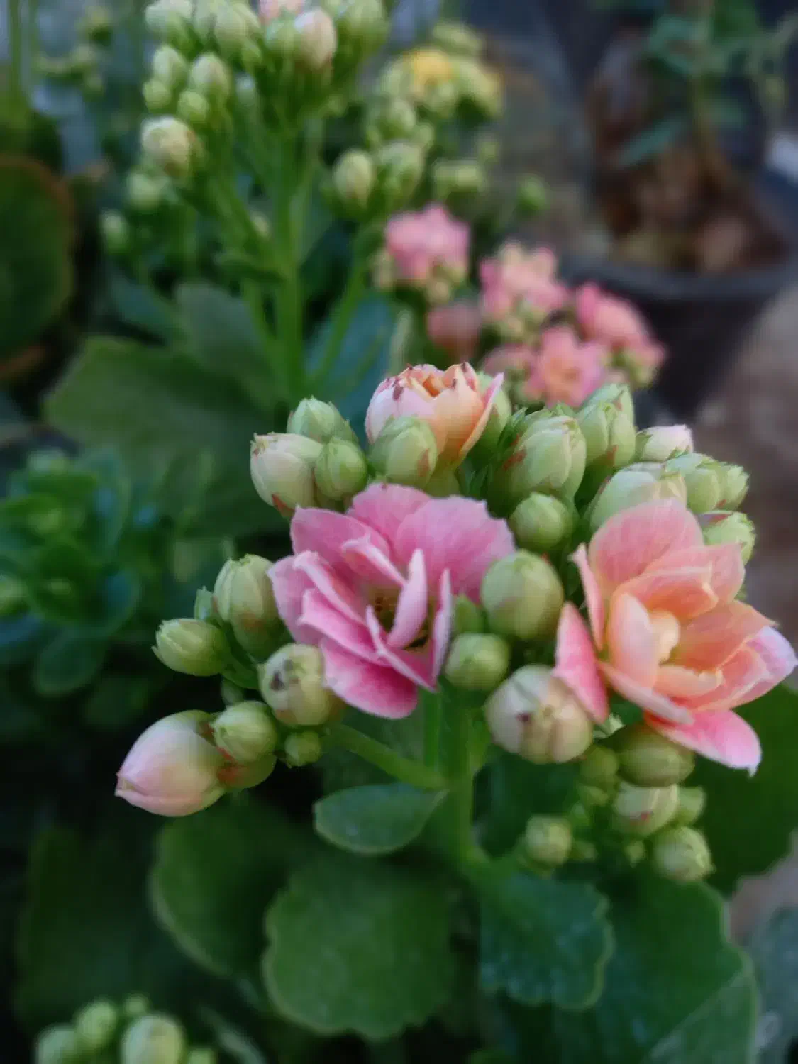 کالانکوا زیبا،خاص،مقوام فقط ۱۵۰ تومن در گلوریا|گل و گیاه طبیعی|قم, پردیسان|دیوار