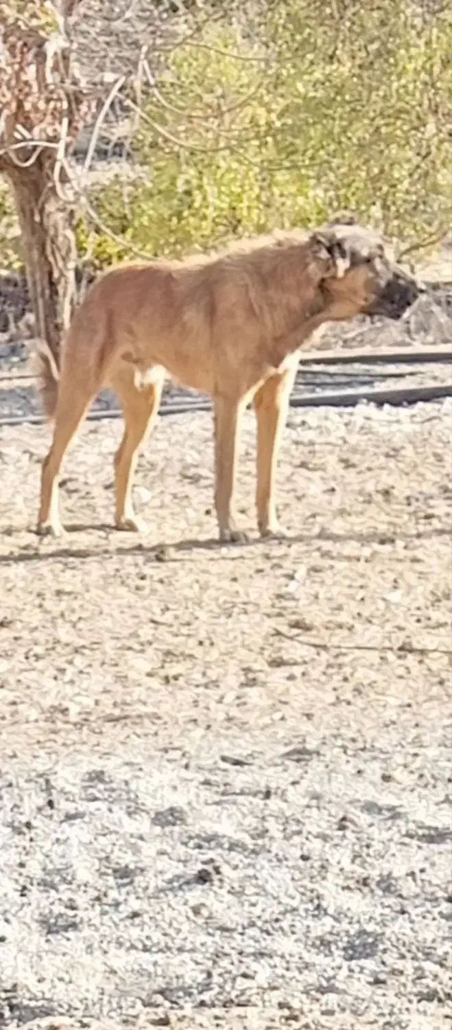 سگ سرابی گمشده|حیوانات|ایلام, |دیوار