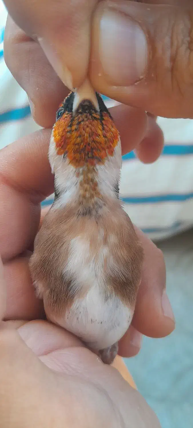 سهره کراواتی بدون توضیح|پرنده|سنندج, |دیوار