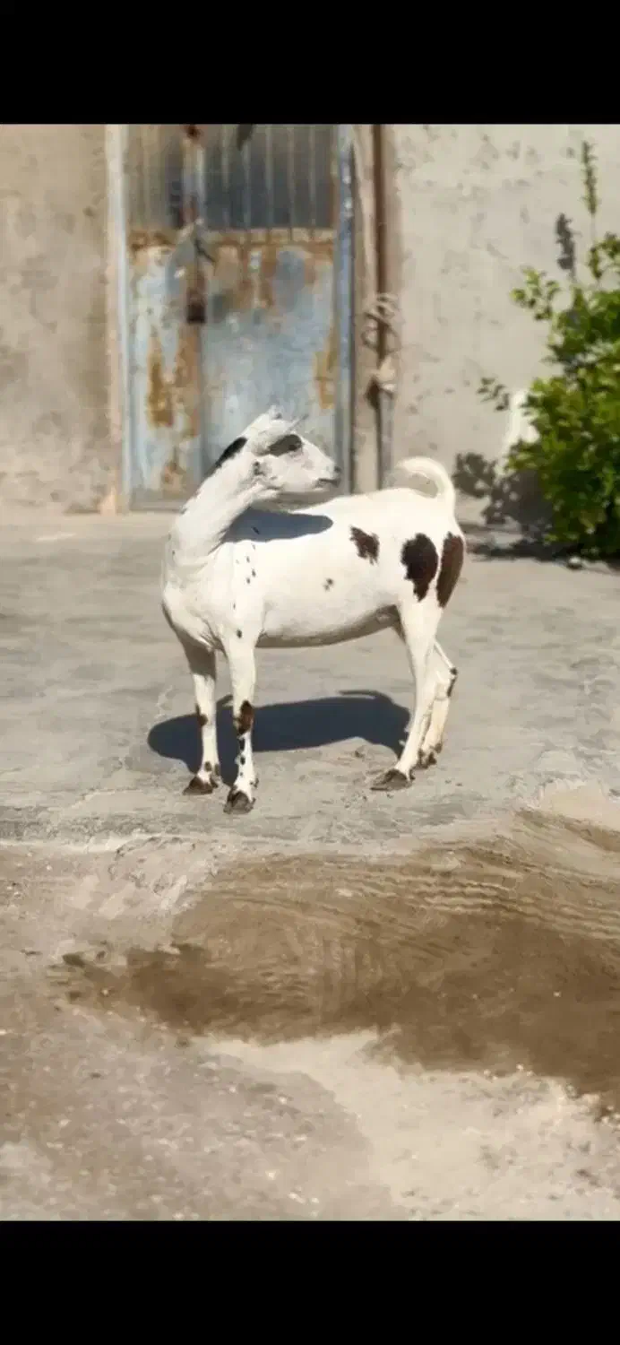 صلاله عربی|حیوانات مزرعه|بندر کنگان, |دیوار