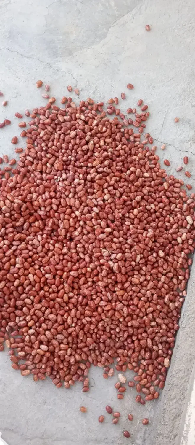 سنجد شکر پاره|خوردنی و آشامیدنی|شادیان, |دیوار