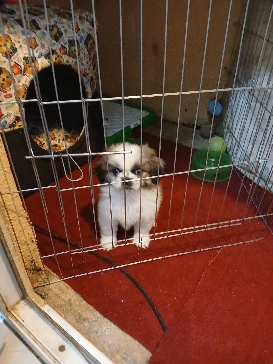 واگذاری سگ نزاد دار|سگ|پاکدشت, شهرک امام رضا|دیوار