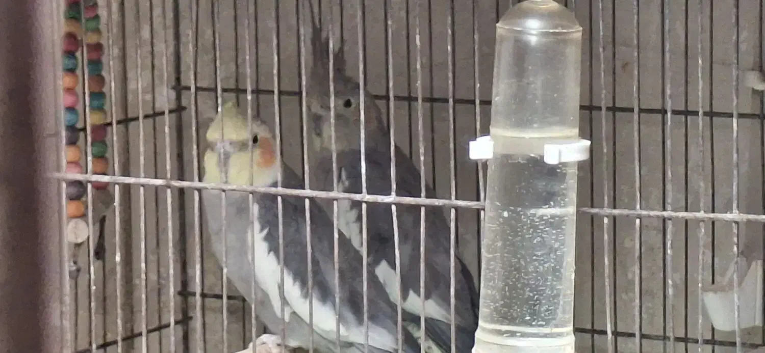 عروس هلندی فروش فوری به پولش نیاز دارم|پرنده|فولادشهر, B7|دیوار