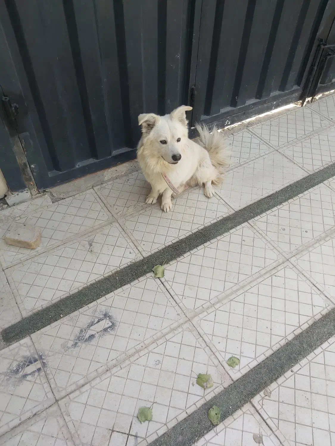 سگ پا کوتاه|سگ|فردیس, قریشی|دیوار