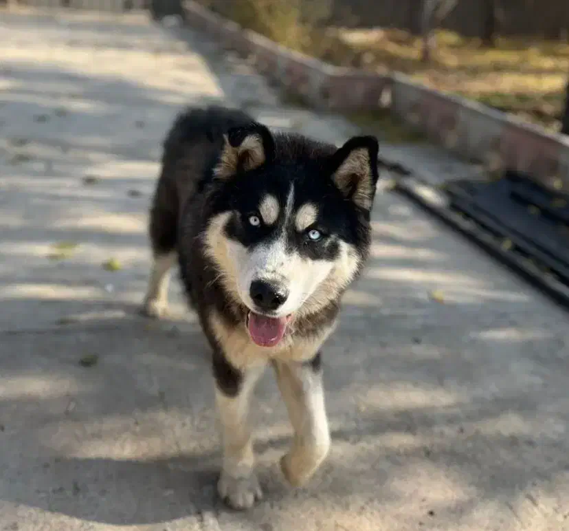 سگ گمشده|سگ|شاهرود, |دیوار