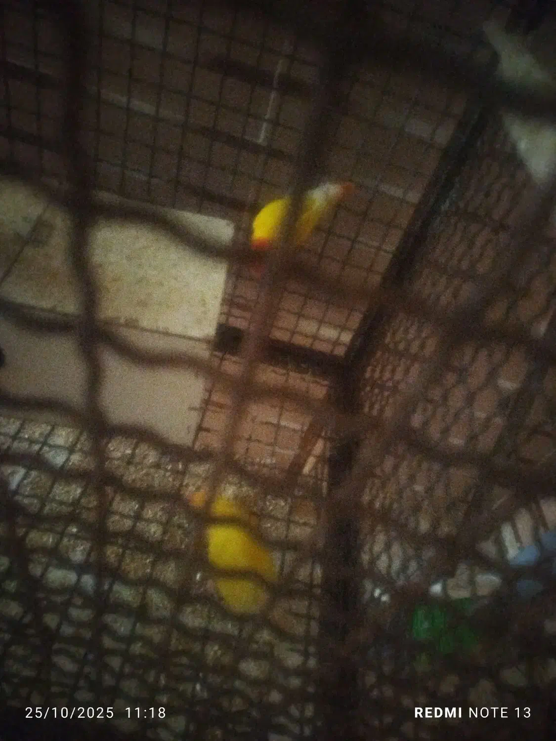 کوتوله|پرنده|جوین, |دیوار