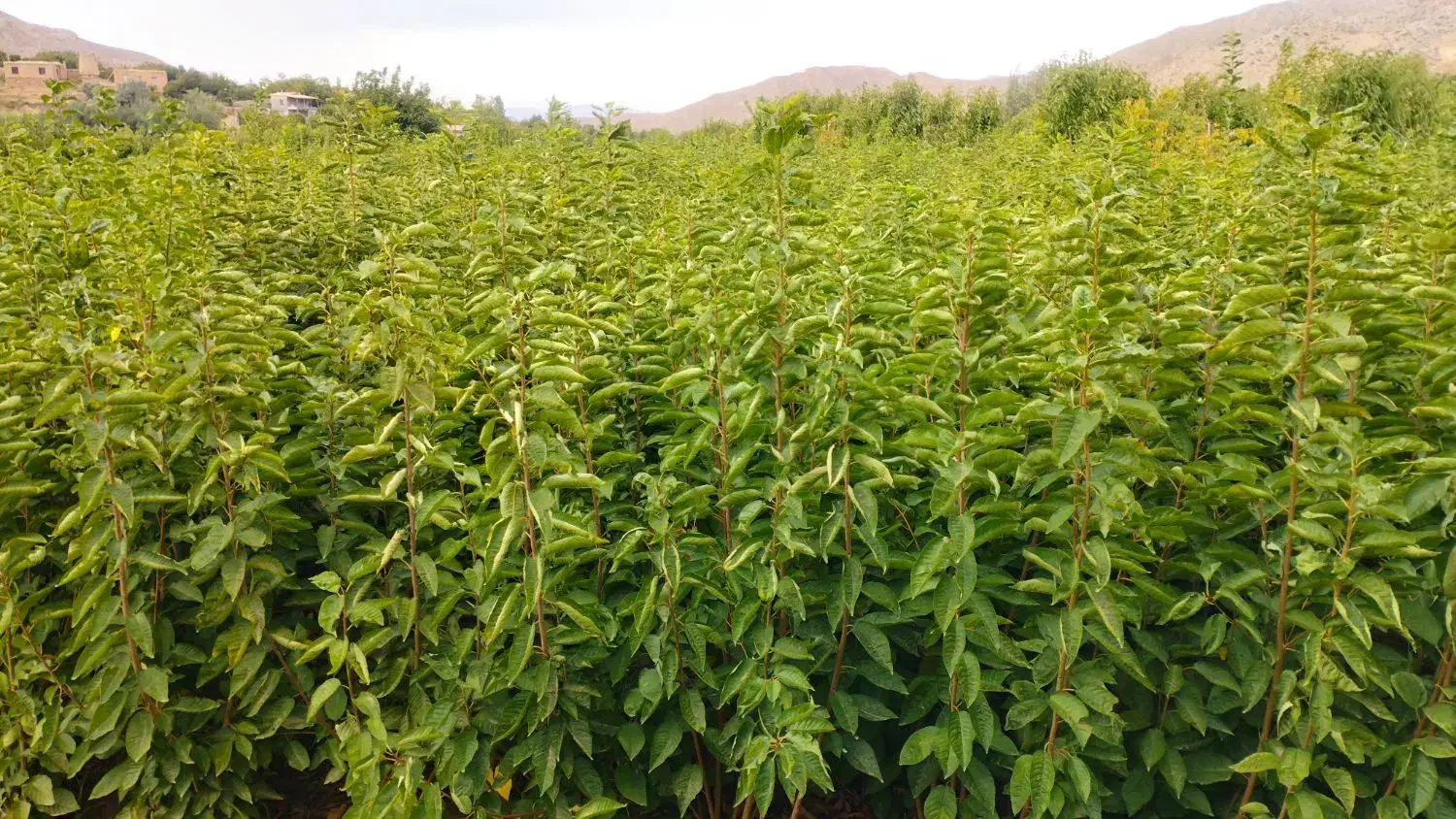 درخت|خدمات باغبانی و درختکاری|دماوند, دماوند|دیوار