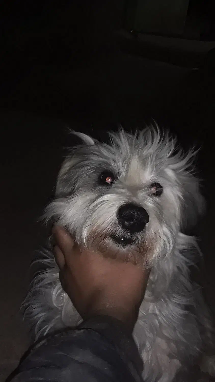 واگزارییکقلادهسگشیتزو|سگ|آزادشهر, |دیوار