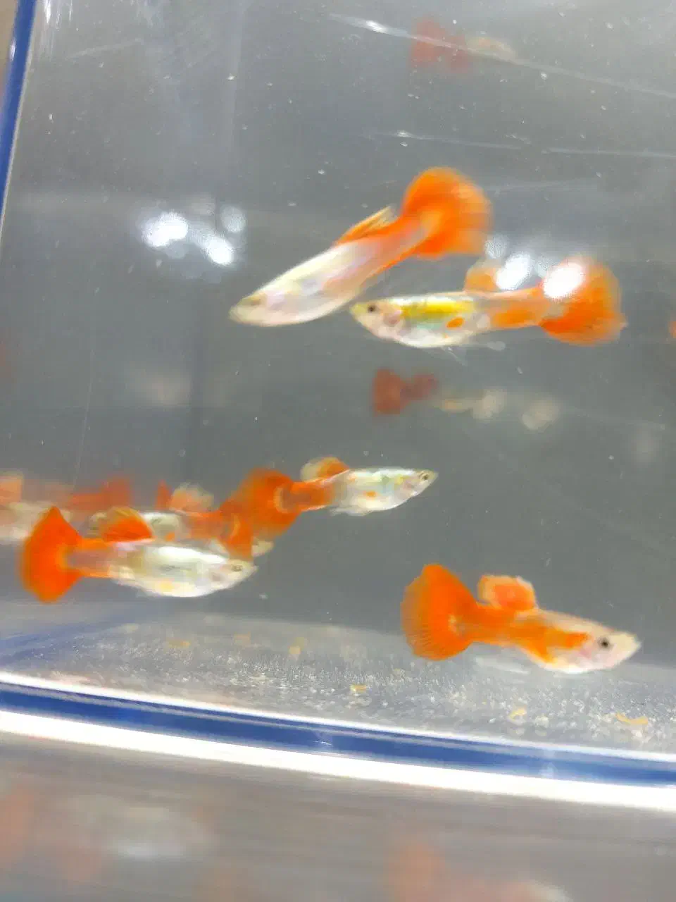 ماهی  گوپی تایگر نر و ماده و گوپی کوی نر حلزون سیب|ماهی|میانه, |دیوار