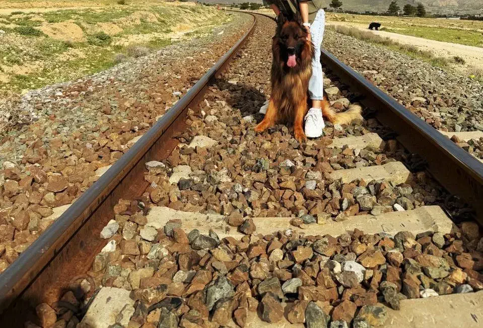 ۵قلاده ژرمن کینگ سایز|سگ|زرقان, |دیوار