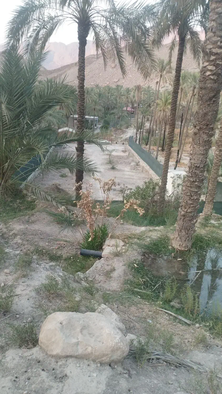 یک قطعه باغ|فروش زمین و ملک کلنگی|اهرم, |دیوار