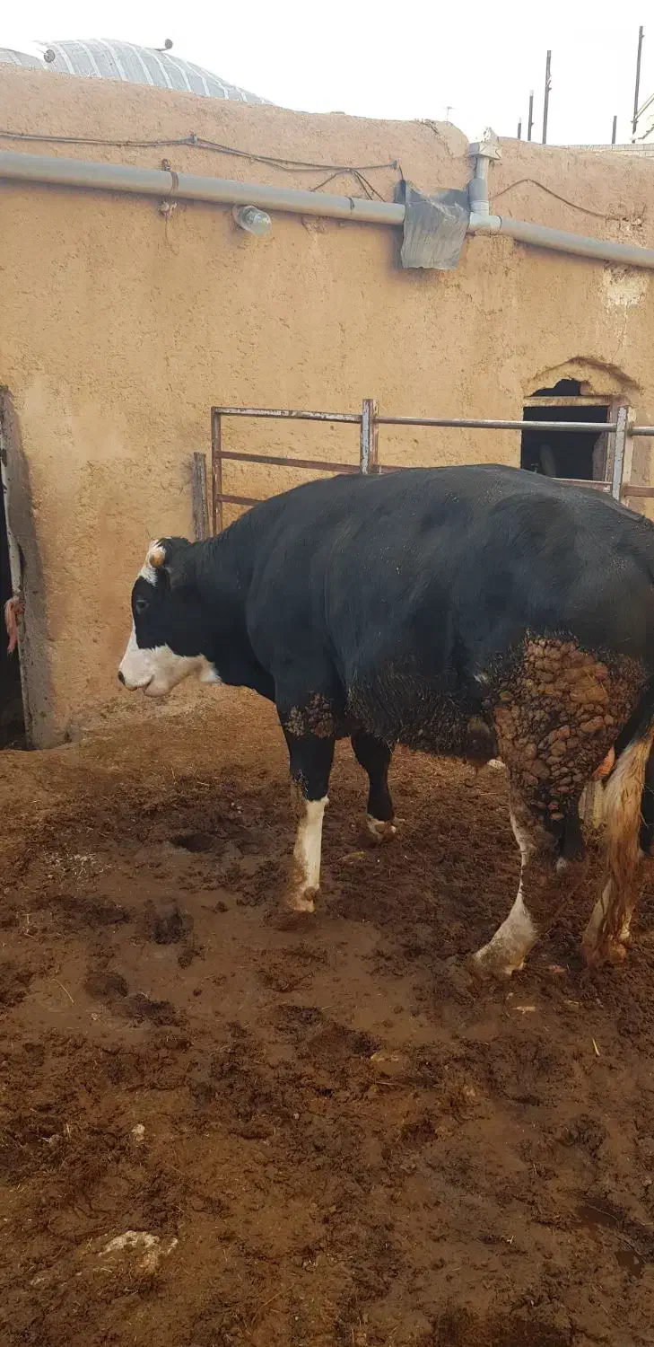 گوساله نر|حیوانات مزرعه|قیدار, |دیوار