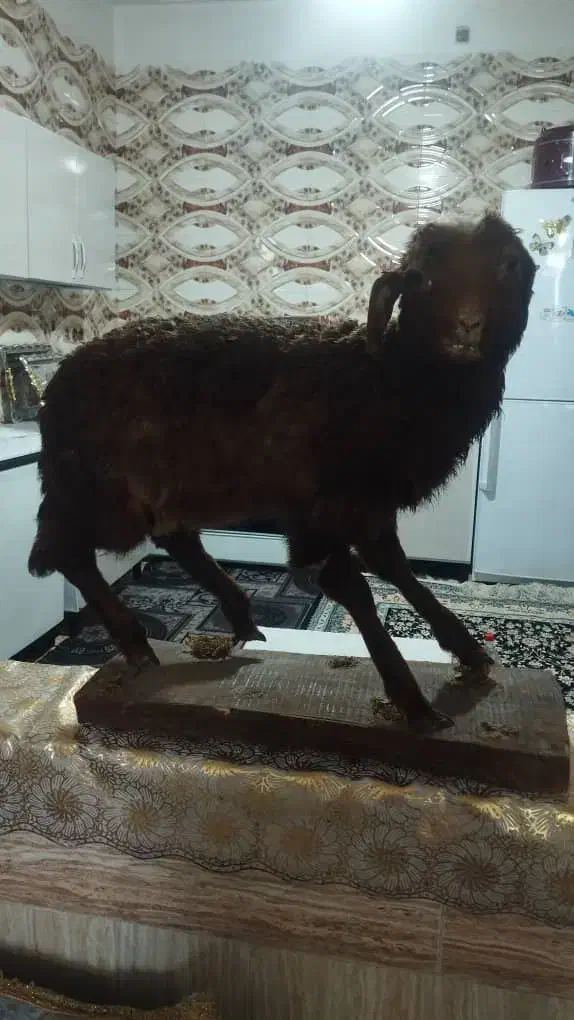 مرغ خروس گوسفند طبیعی|مجسمه، تندیس، ماکت|زابل, |دیوار