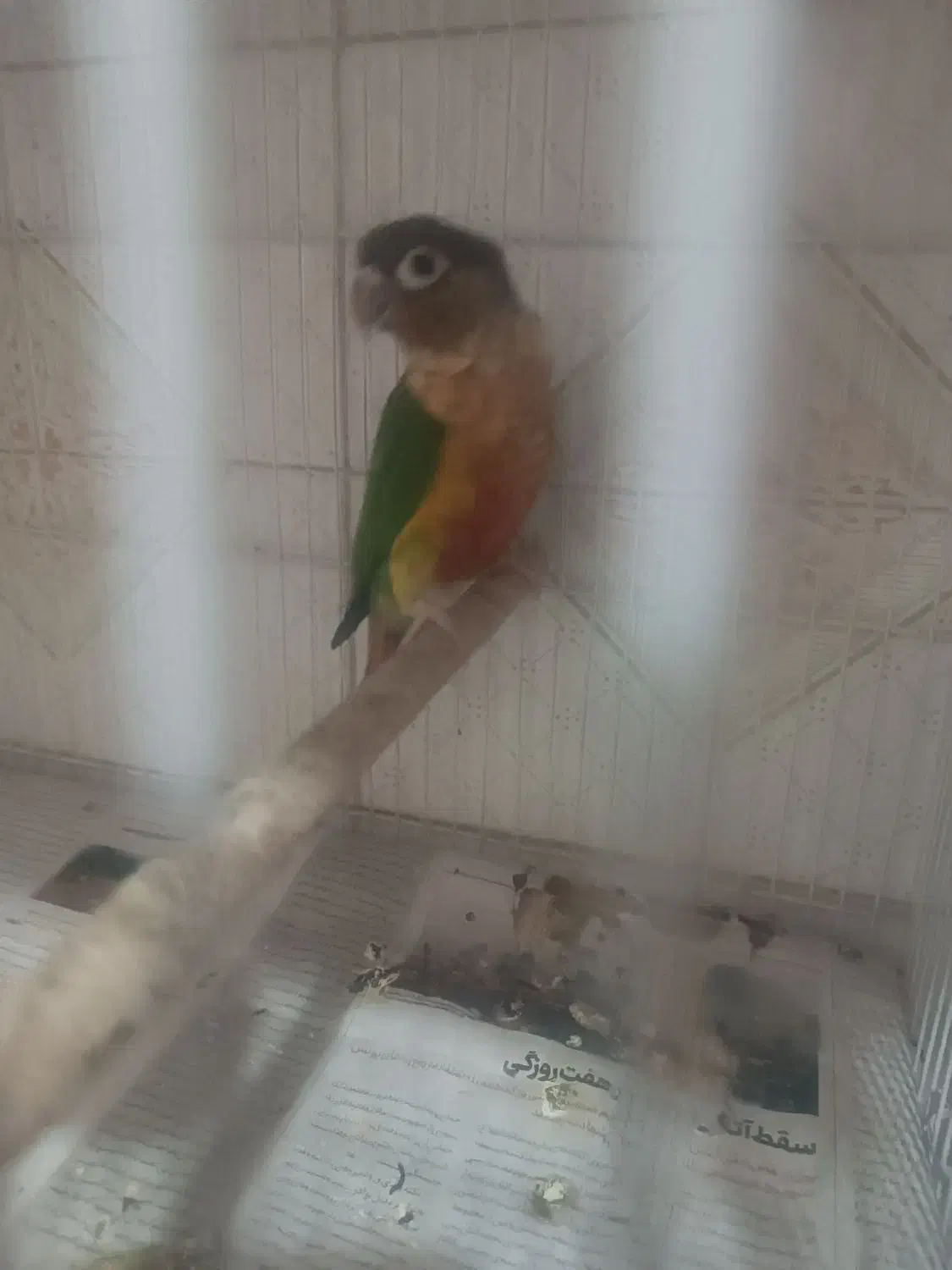 گرینچک نر|پرنده|مشهد, شهید قربانی|دیوار