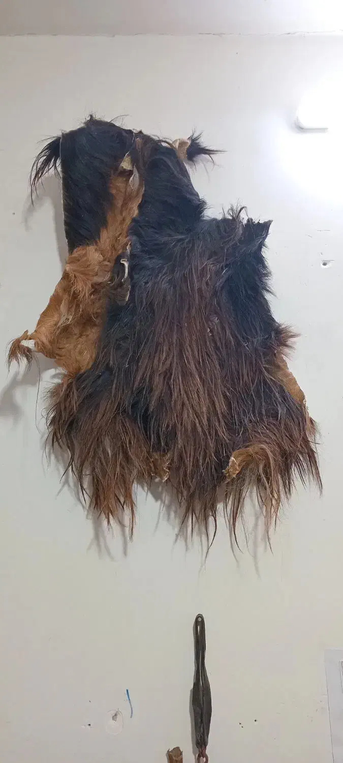 پوست بز|کلکسیون و سرگرمی|خور (اصفهان), |دیوار