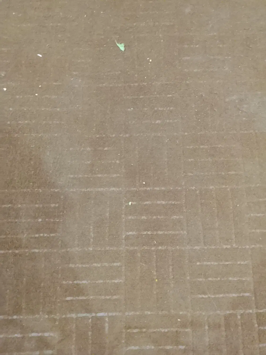 موکت فروشی|موکت|قائن, |دیوار