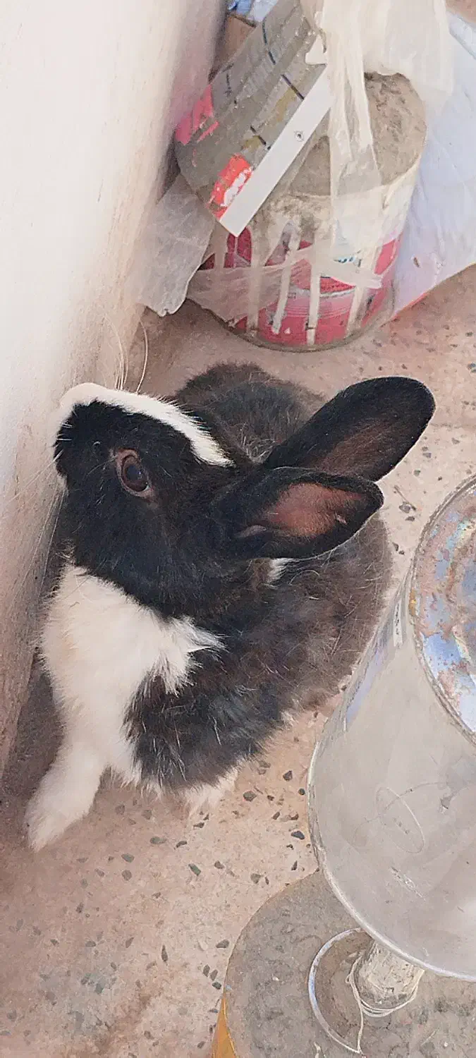 واگذاری خرگوش|موش و خرگوش|رفسنجان, |دیوار