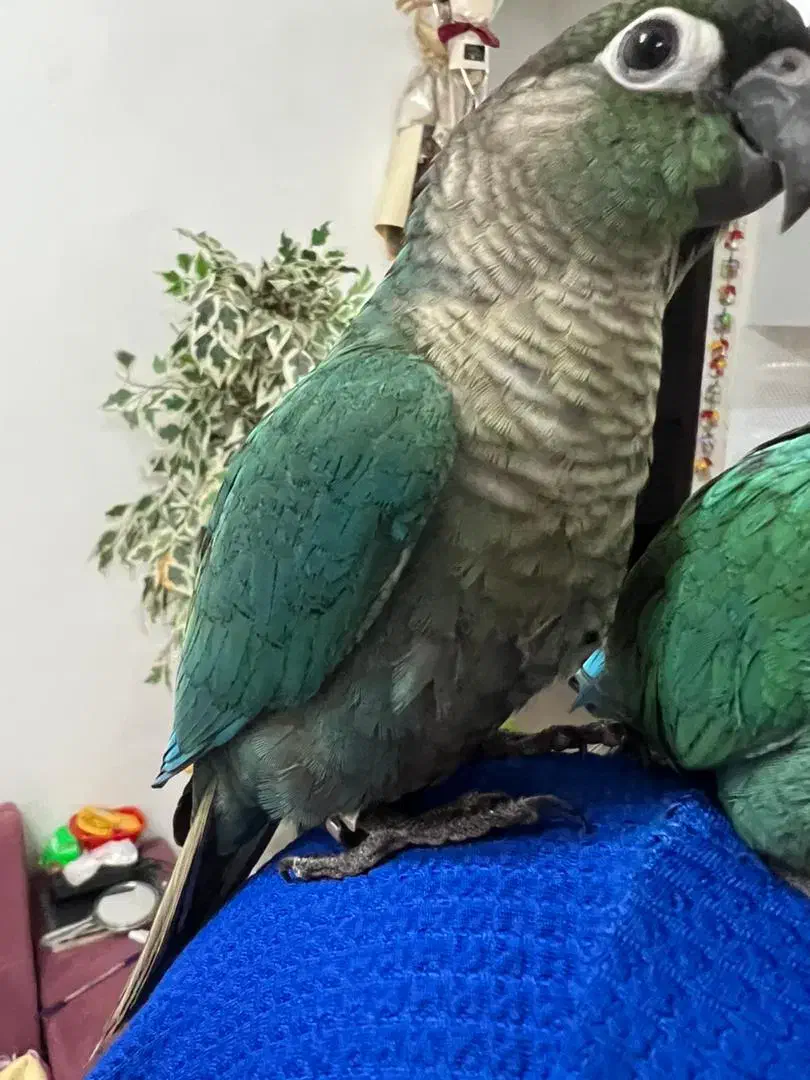 پرنده طوطی گرینویچک تراکوسیس|پرنده|قشم, |دیوار