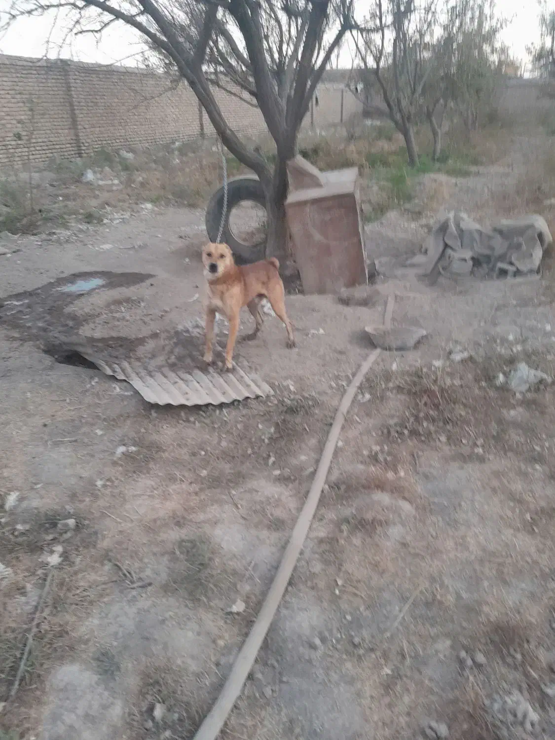 سگ نگهبان|سگ|مشهد, مهدی آباد|دیوار