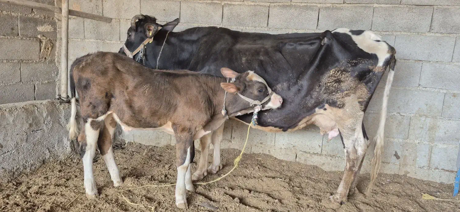 گاگوساله نر|حیوانات مزرعه|مسجد سلیمان, |دیوار