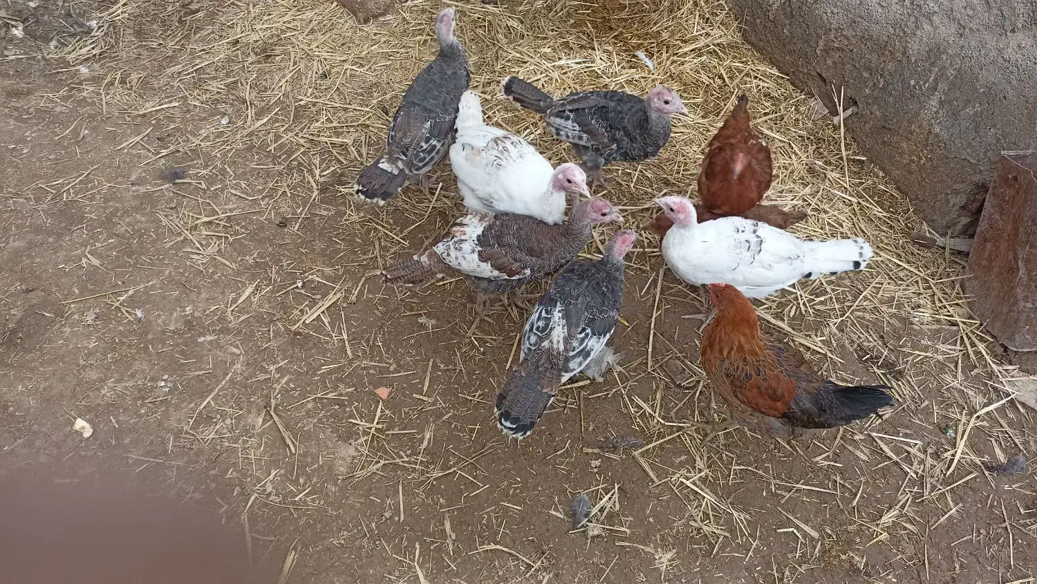 بوقلمون|حیوانات مزرعه|طاغنکوه, |دیوار