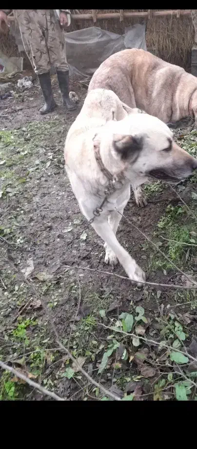 سگ گمشده|حیوانات|شفت, |دیوار