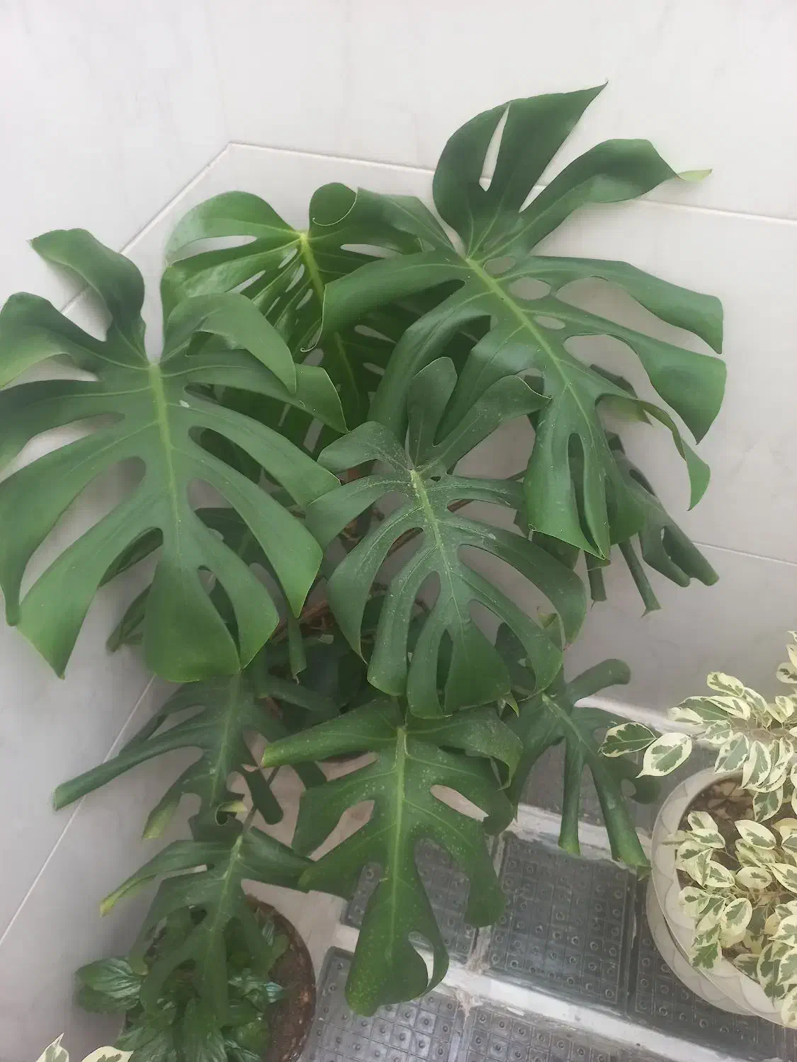 گل های طبیعی و زیبا|گل و گیاه طبیعی|دهگلان, |دیوار