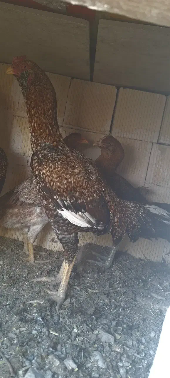 خروس لاری|حیوانات مزرعه|بیلوار, |دیوار