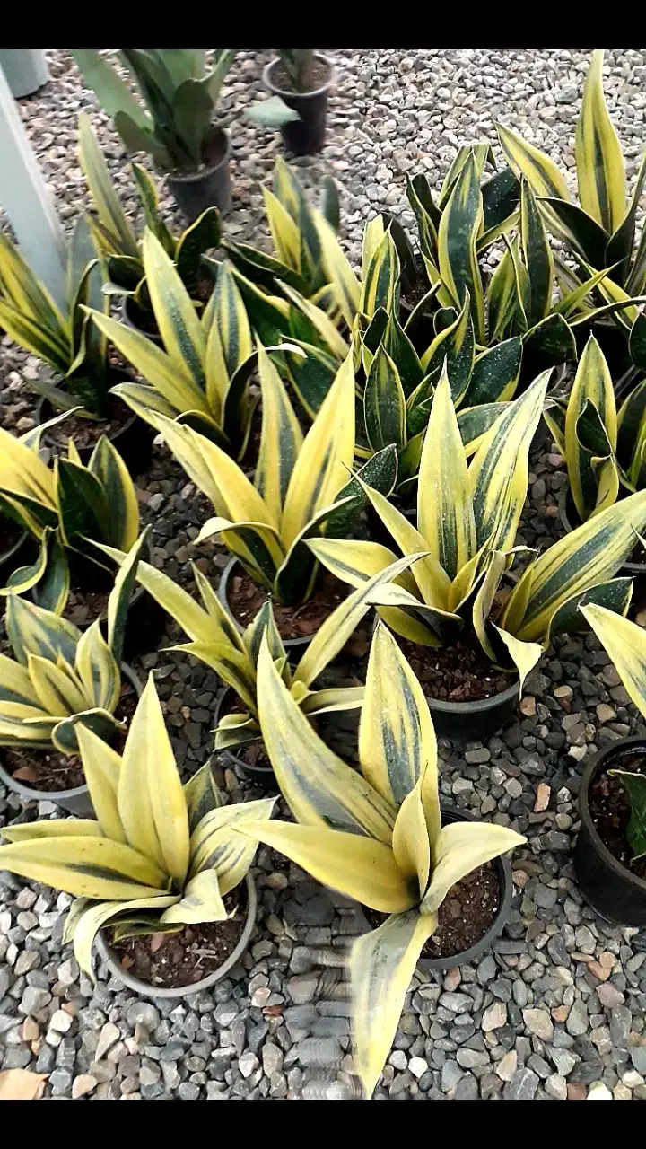 گلفروشی پرنده بهشتی|گل و گیاه طبیعی|خان ببین, |دیوار