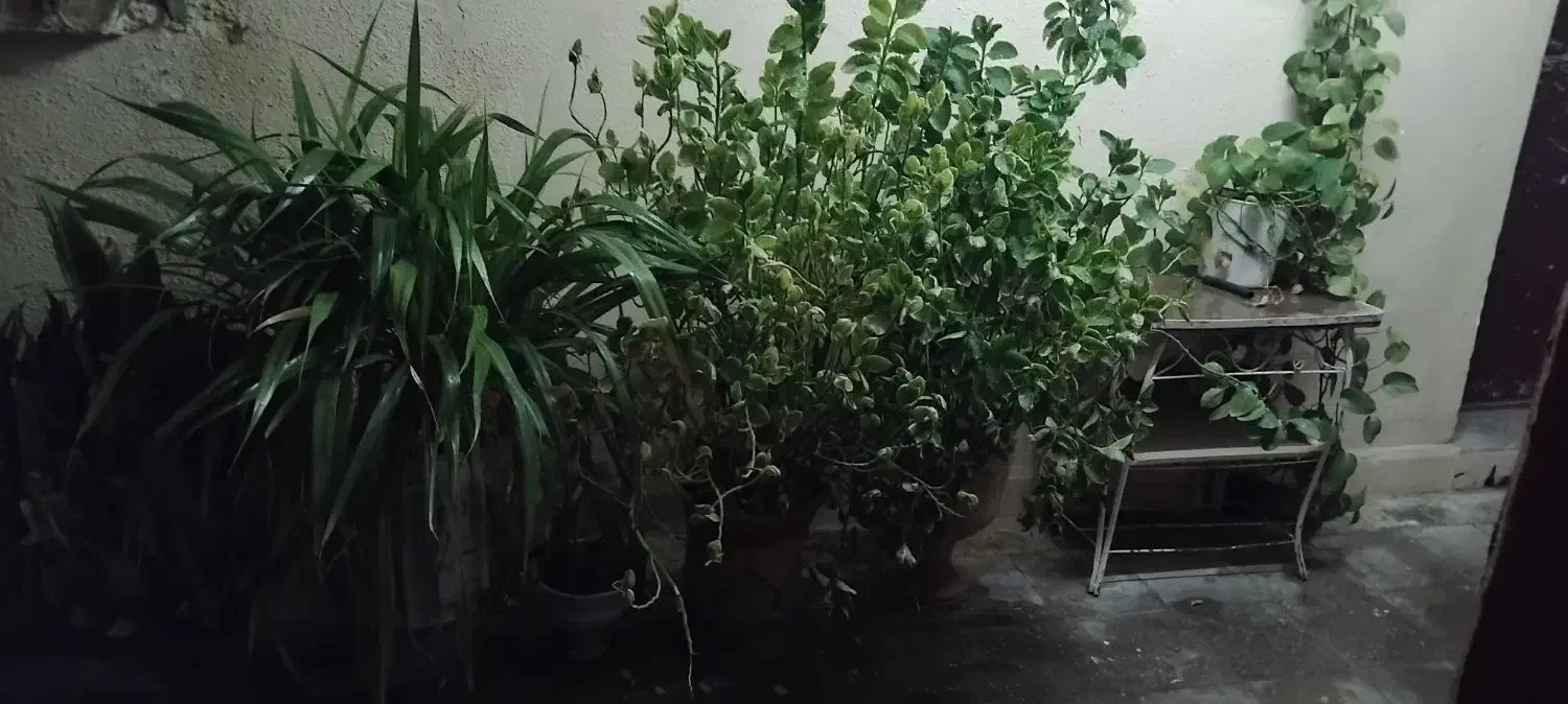 تعدادی گل طبیعی|گل و گیاه طبیعی|کنارک, |دیوار