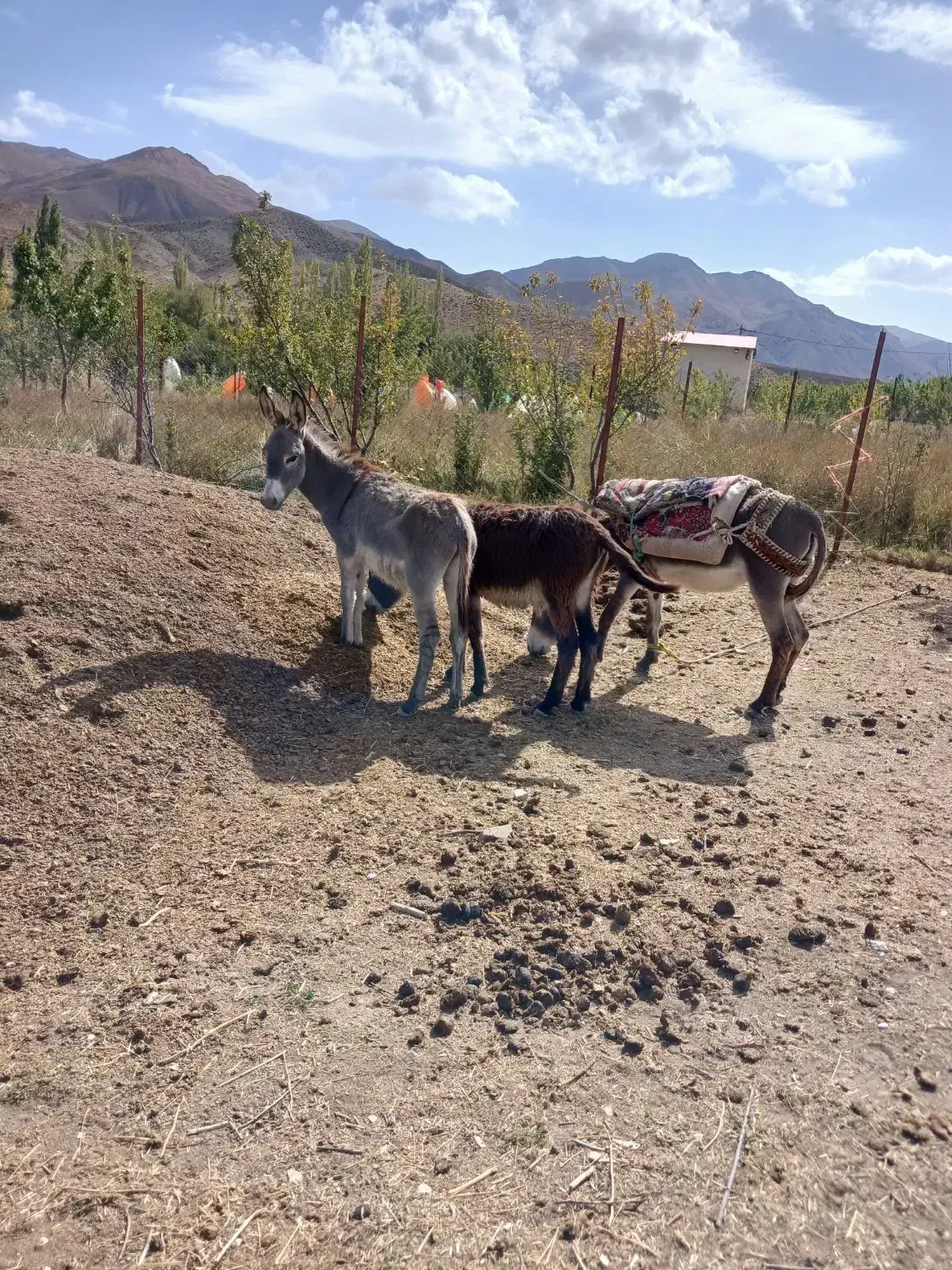 فروش خر ماده ونر|حیوانات مزرعه|بابل, |دیوار