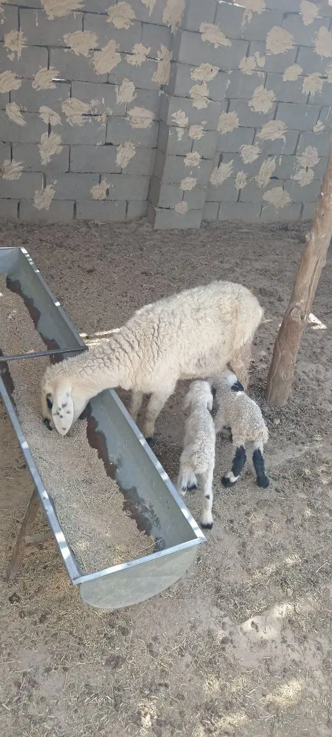 گوسفند جملی حیکلی با دوبره نروماده|حیوانات مزرعه|زابل, |دیوار