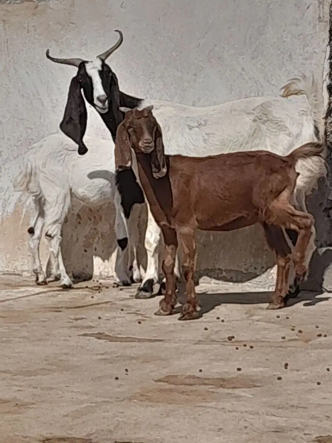 دوتا بز دو کره ای وچند کره نر|حیوانات مزرعه|وحدتیه, |دیوار