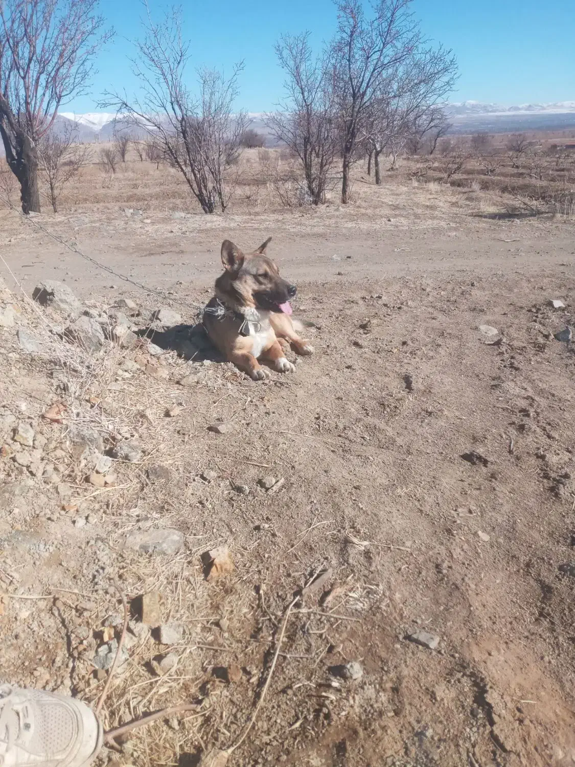 سگ پاکوتاه گرگی|سگ|خرمدره, |دیوار