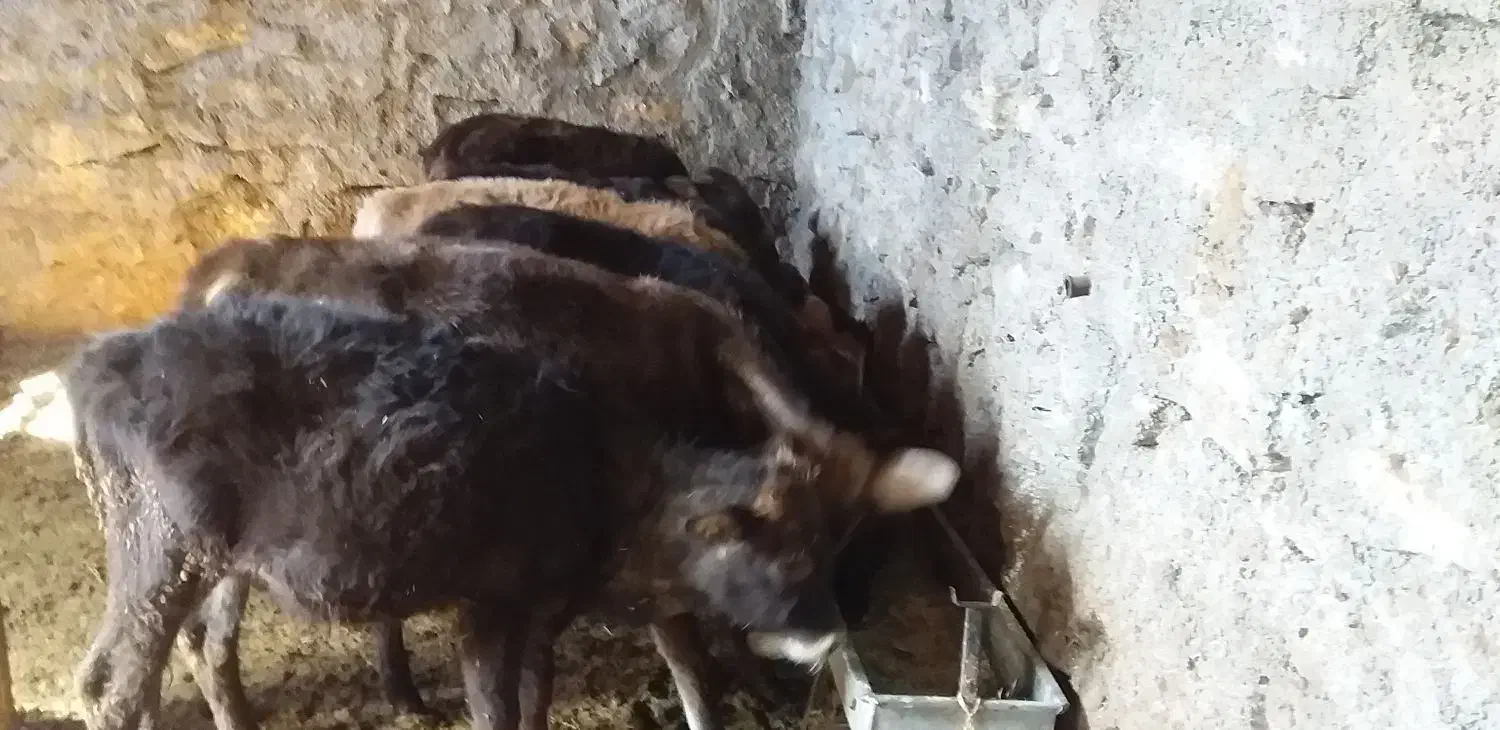 ۱۱عددگوسالهنروماده|حیوانات مزرعه|سروآباد, |دیوار