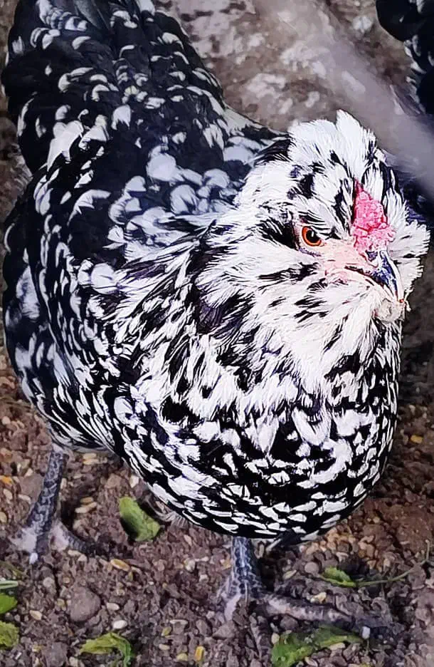 تخم گلین|حیوانات مزرعه|تبریز, |دیوار