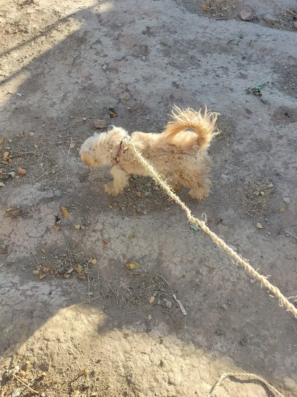 سگ پاکوتاه|سگ|انگوران, |دیوار